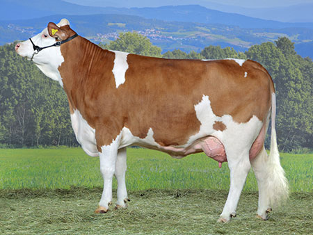 Simmental breed